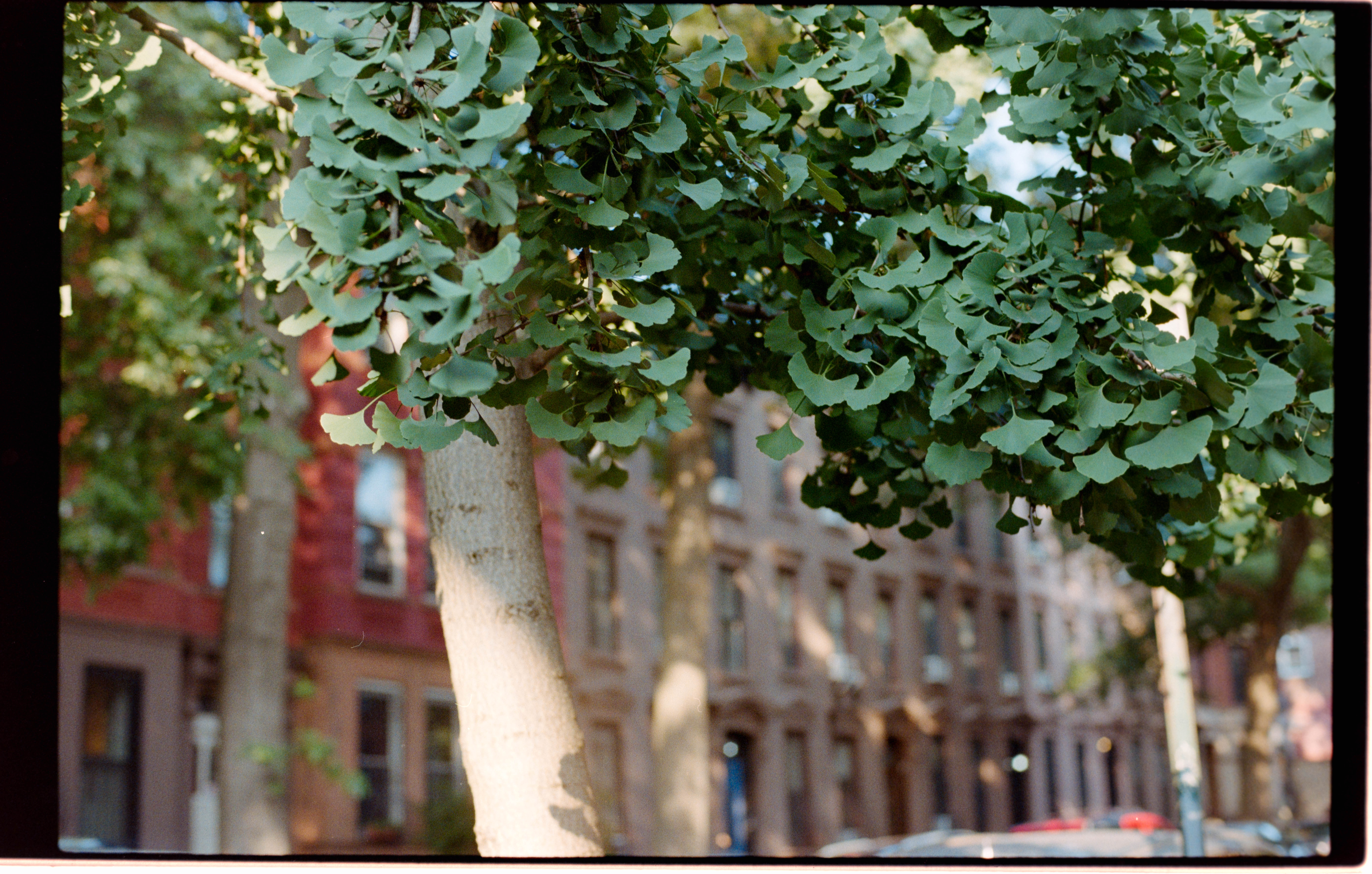 Photo ginko trees in Brooklyn